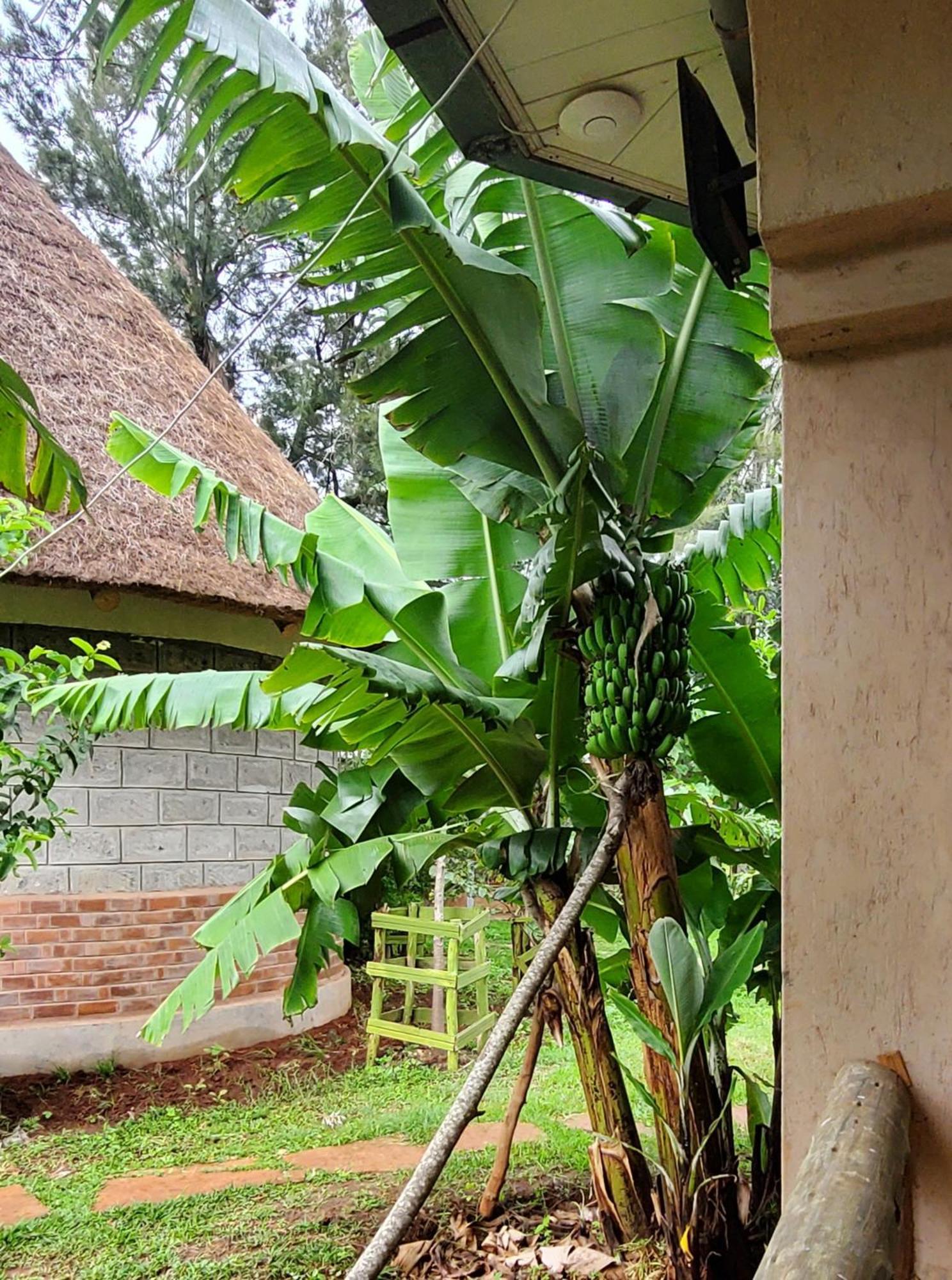 Edaala Comfort - B&B Nairobi Exterior foto