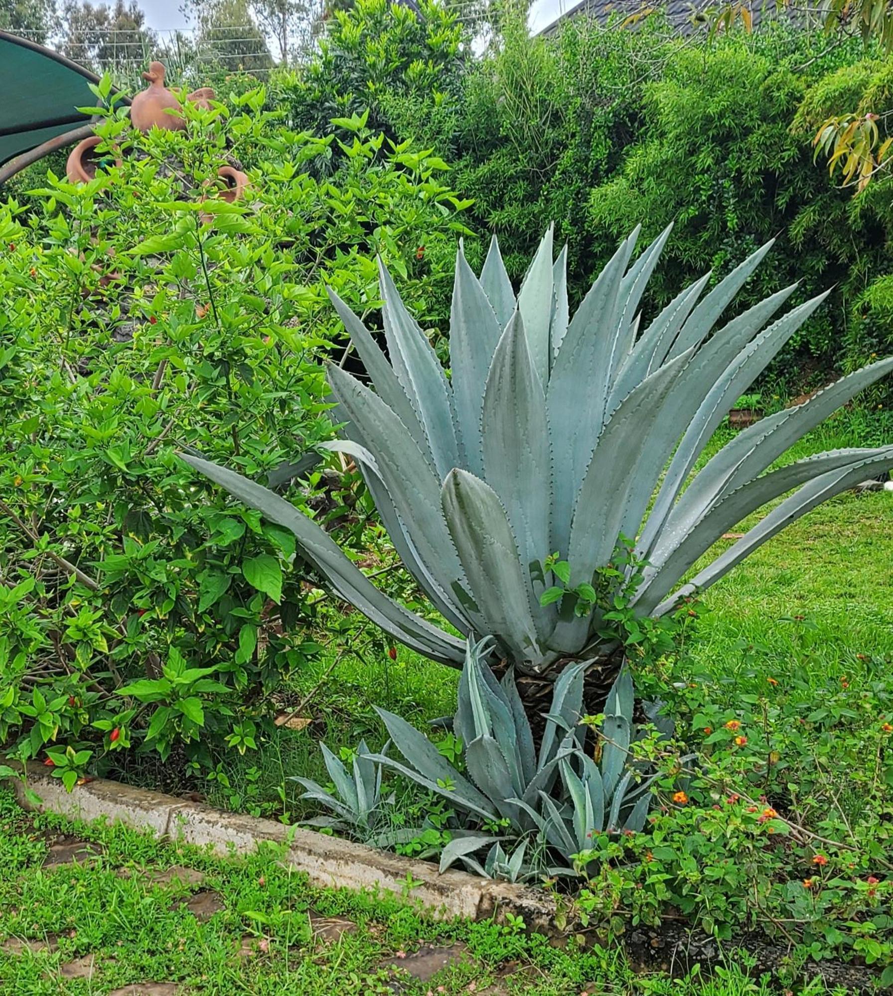 Edaala Comfort - B&B Nairobi Exterior foto