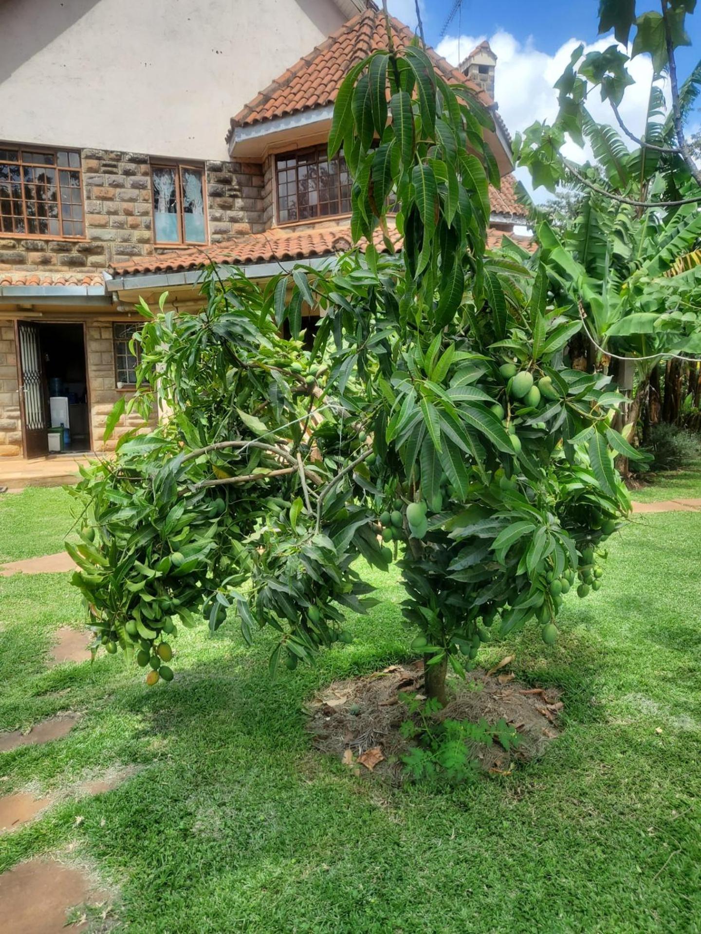 Edaala Comfort - B&B Nairobi Exterior foto