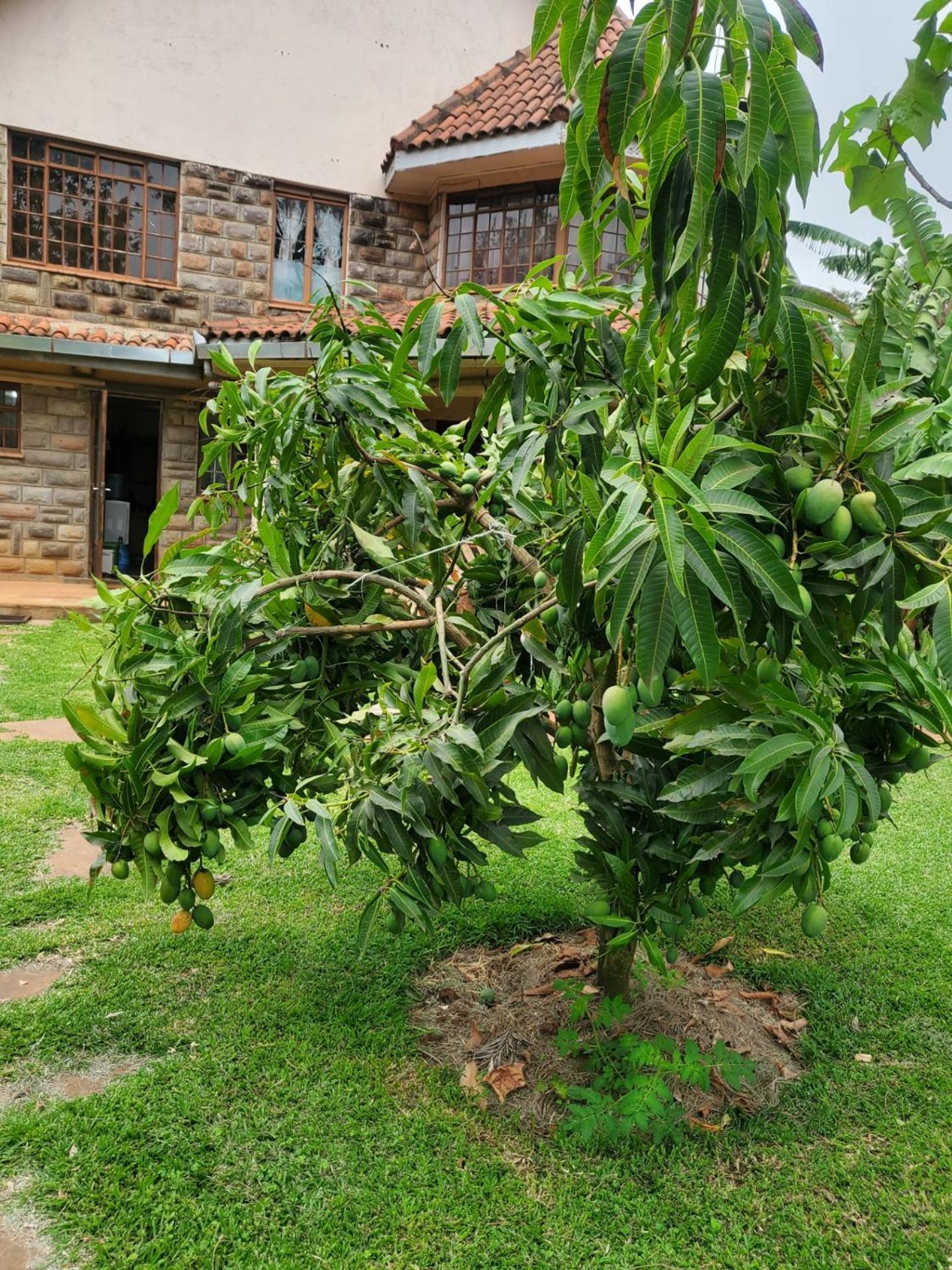 Edaala Comfort - B&B Nairobi Exterior foto