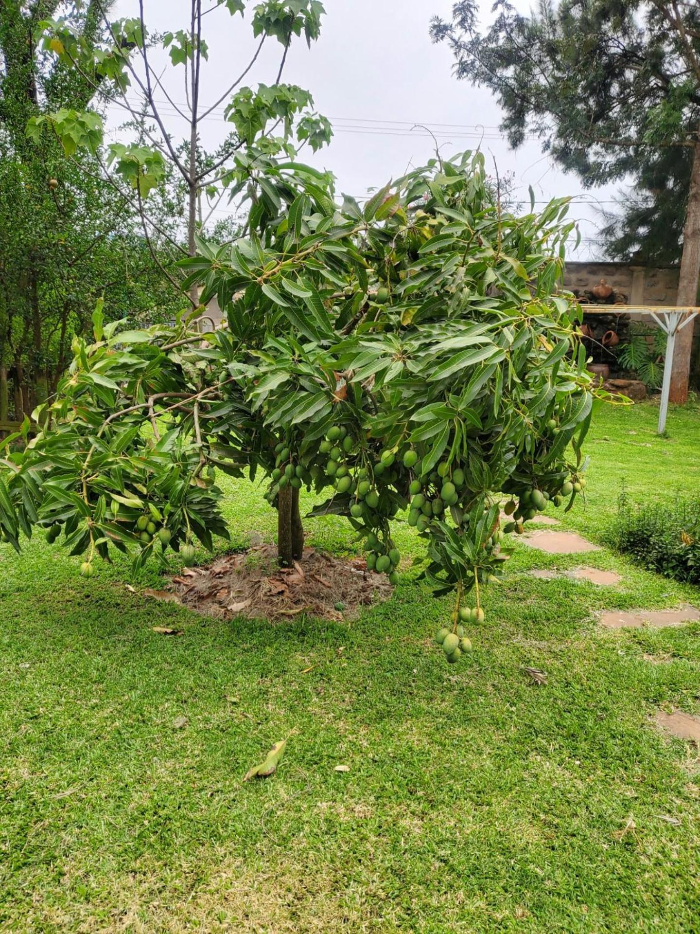 Edaala Comfort - B&B Nairobi Exterior foto